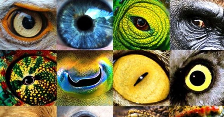 Тонкости зрения животных: 7 интересных малоизвестных фактов