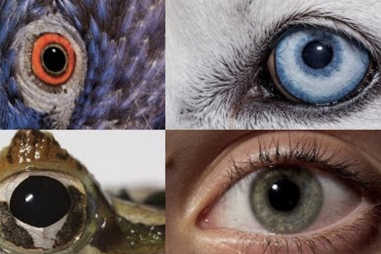 Зрение у животных: мифы и факты 