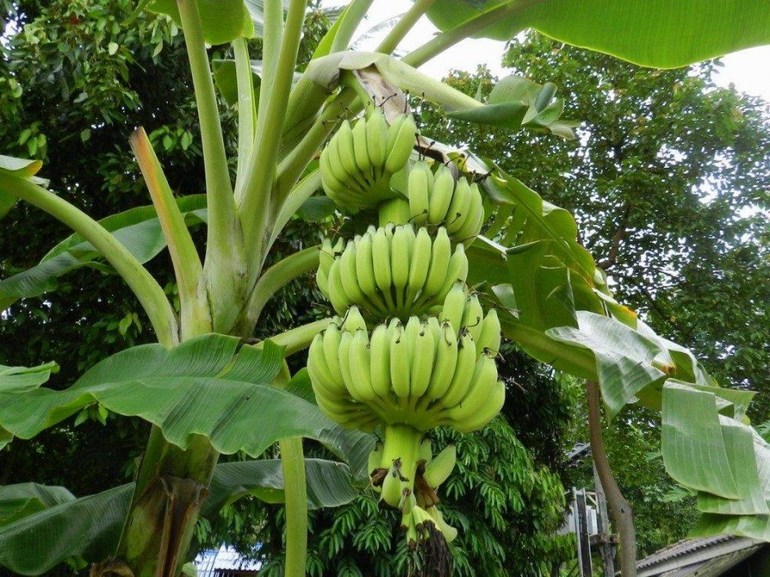 Банан: его строение и использование