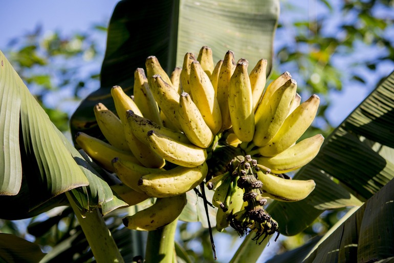 Почему банан считается травой