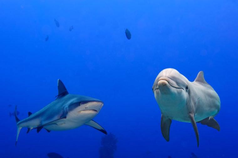 Почему акулы так боятся дельфинов: истоки страха