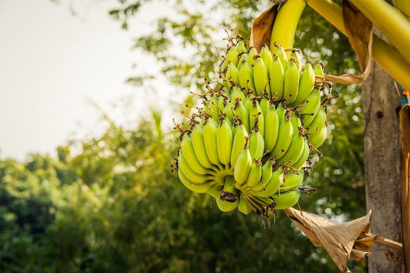 Почему банан считается травой: поразительно, но факт