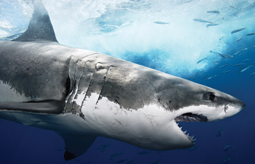 Прожорливые акулы: из желудка достали 7 самых невероятных вещей