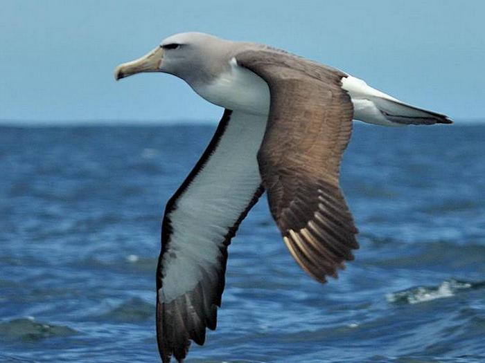 Почему шторм вызывает восторг у альбатросов